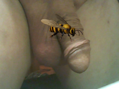 samenstrang69
