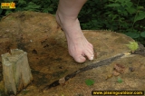 Pissing outdoor on a very big stub in the forest