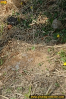 Outdoor pissing on the dry grass on a pond shore