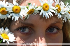 Daisies - N