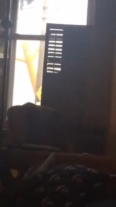GiFs 812 - N
