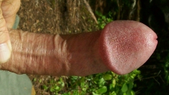 Terry Lavigne Cock - N