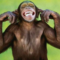 bahlul`s avatar